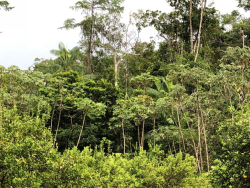 Foret Amazonienne | Passion-Guyane.fr