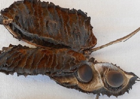 Gousse de l'oeil de boeuf | Passion-guyane.fr